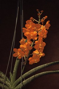 tang vanda